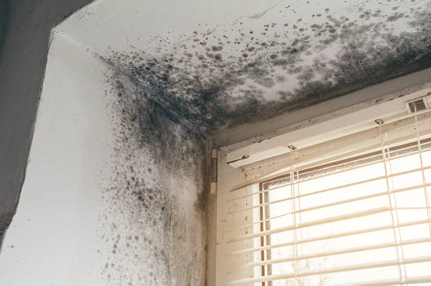 Affordable Mold Removal solutions in Linden, NC