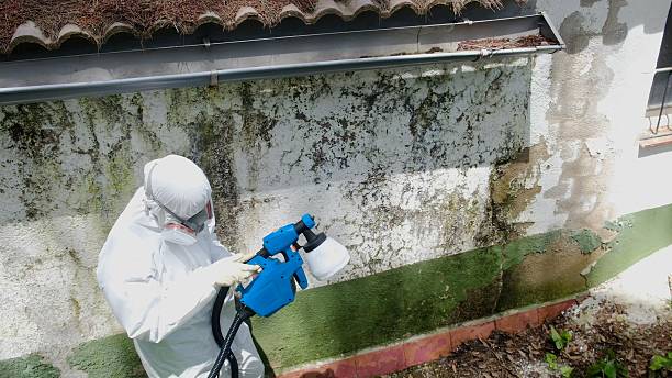 Top rated local Mold Removal specialists in Linden, NC